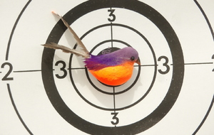 Tir à l'oiseau 28/03/2026