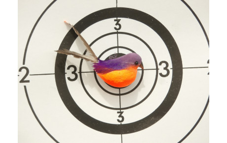 Tir à l'oiseau 28/03/2026